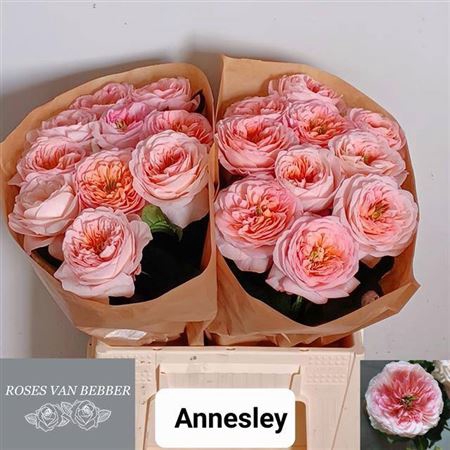 <h4>Rosa a grande fleur Annesley!</h4>
