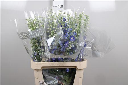 <h4>Delph Du Delp Bl Eme</h4>