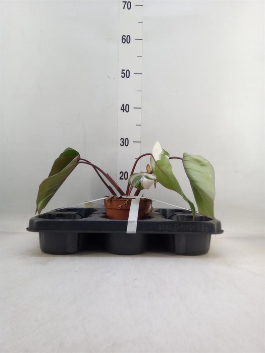 <h4>Philodendron   ...</h4>