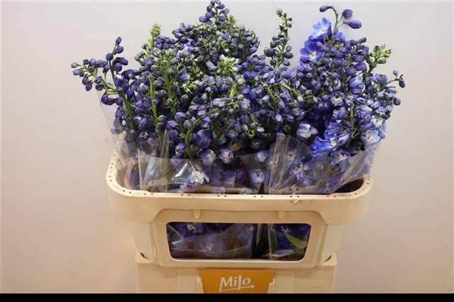 <h4>DELPH DU GUARD BLUE</h4>