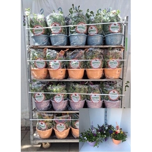 PERKPL GEM IN POT