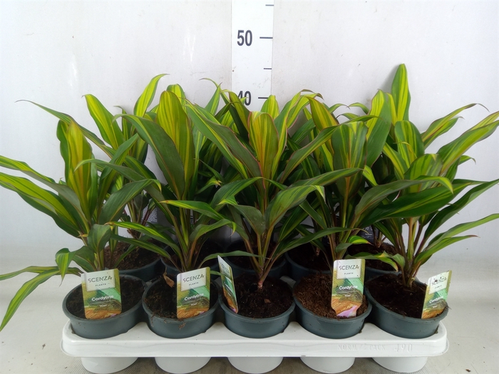 <h4>Cordyline fruti. 'Kiwi'</h4>