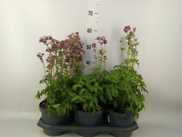 <h4>Astrantia major 'Star of Beauty'</h4>