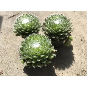 SEMPERVIVUM ARACHNOIDEUM P6