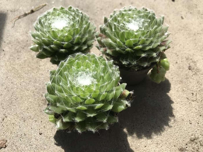 <h4>SEMPERVIVUM ARACHNOIDEUM P6</h4>