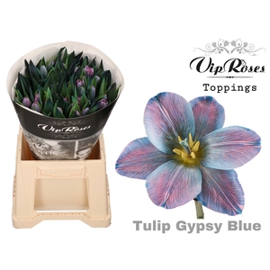 Tu En Gypsy Blue