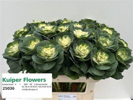 <h4>Brass White Crane</h4>