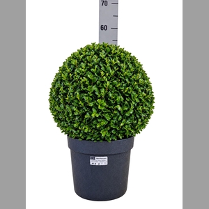 BUXU SEMPERVIRENS