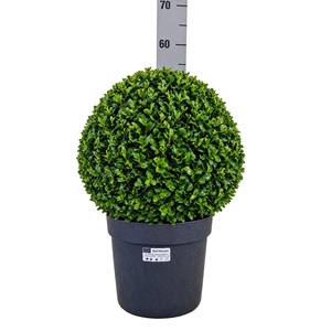 BUXU SEMPERVIRENS