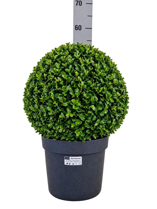<h4>BUXU SEMPERVIRENS</h4>