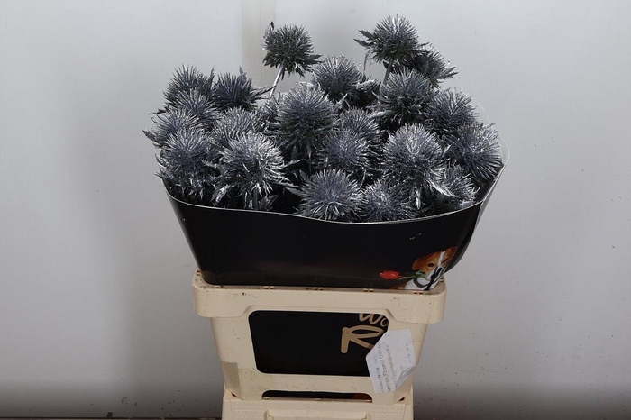 <h4>Eryn Wx Zilver</h4>