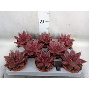 Echeveria   ...