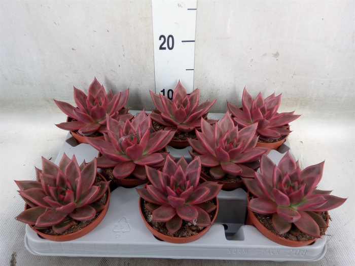 <h4>Echeveria   ...</h4>