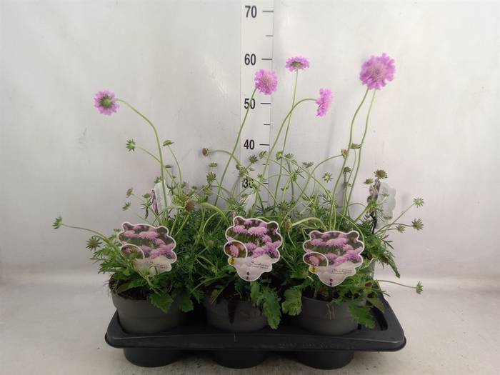 <h4>Scabiosa columb. 'Pink Mist'</h4>