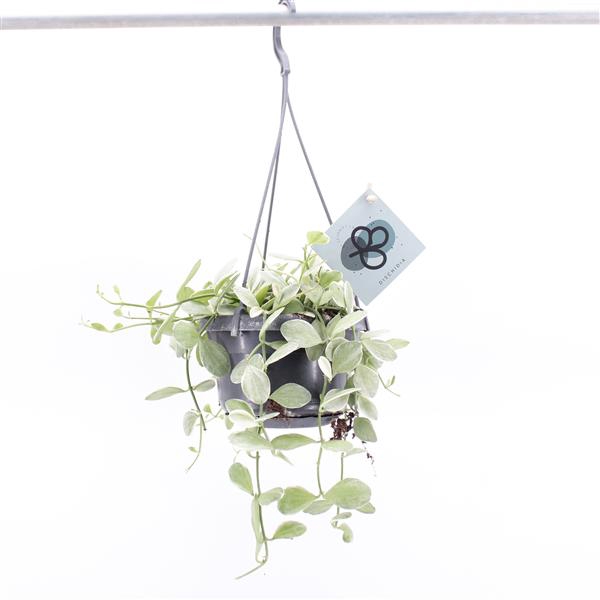 <h4>Dischidia Oiantha Variegata hang</h4>