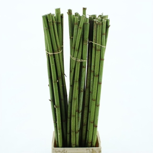 PERSICARIA 90CM*