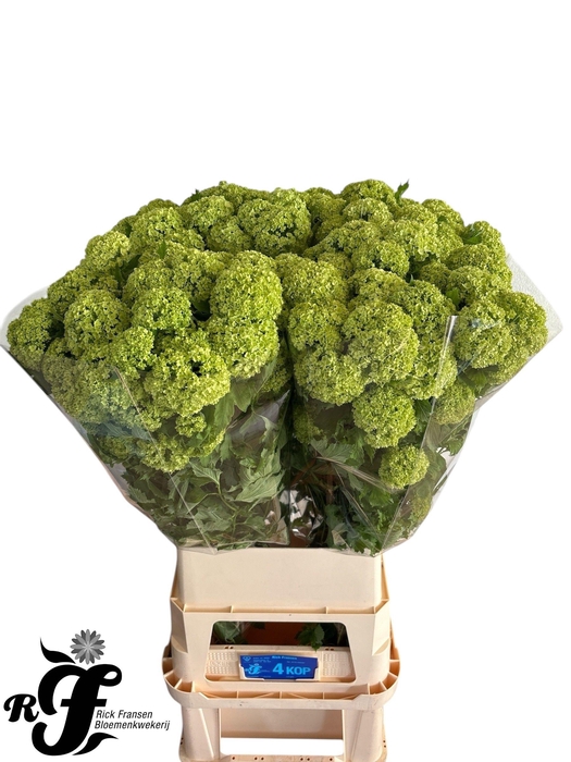 <h4>VIBURNUM ROSEUM ST</h4>