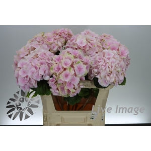 Hydrangea verena