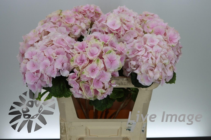 <h4>Hydrangea verena</h4>