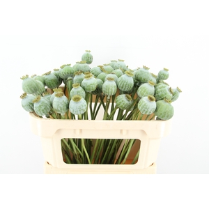 PAPAVER SOM ZD