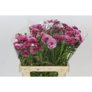 Ranunculus Butterfly Thiva