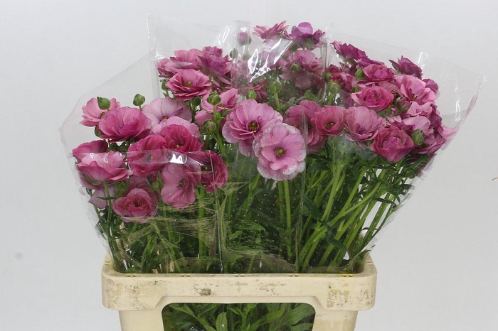 <h4>Ranunculus Butterfly Thiva</h4>