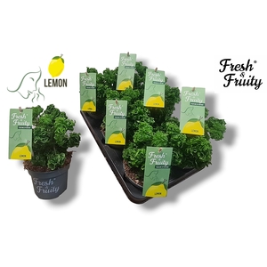 Pel. Fresh&Fruity® Lemon Tree