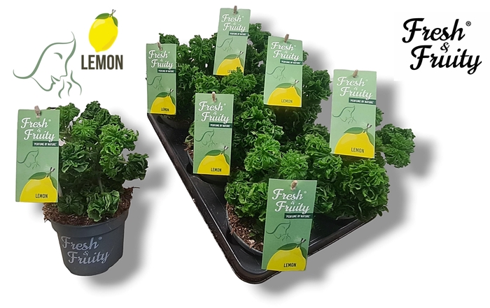 <h4>Pel. Fresh&Fruity® Lemon Tree</h4>