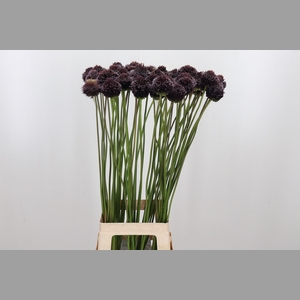 Allium Forelock