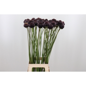 Allium Forelock