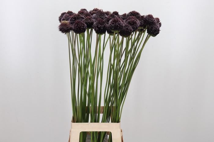 <h4>Allium Forelock</h4>