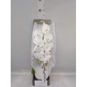 PHALAENOPSIS ...WHITE (CR) FORMIDAB