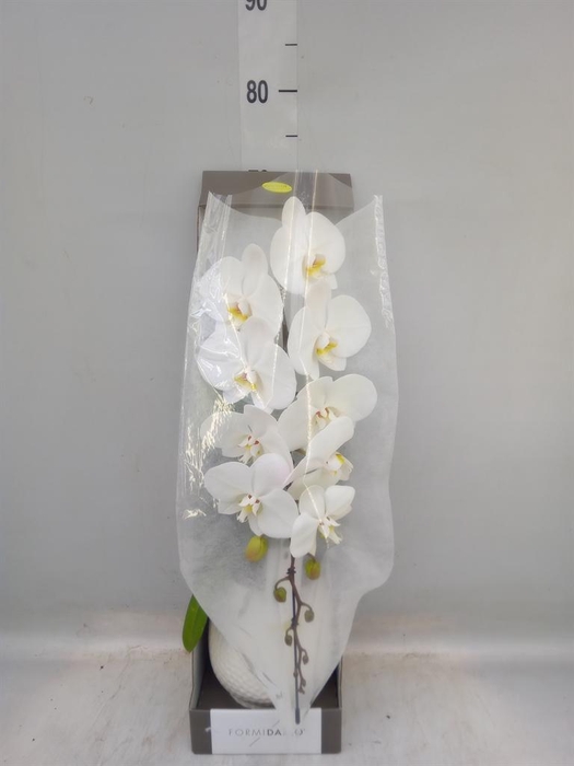 <h4>Phalaenopsis   ...white</h4>