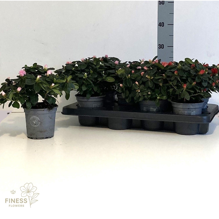 <h4>RHODO SI VOGEL GEM</h4>