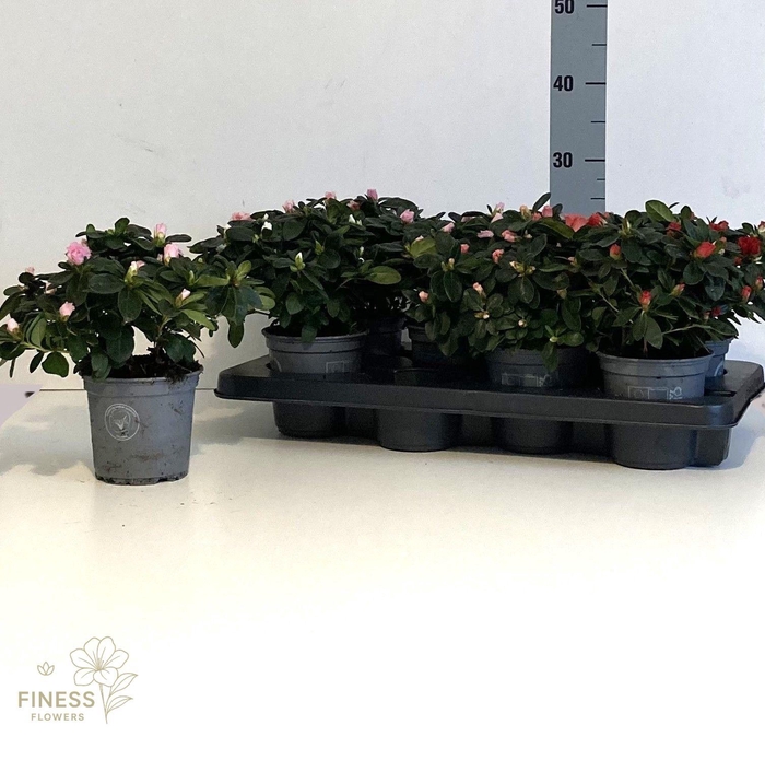 <h4>RHODO SI VOGEL GEM</h4>