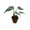 Monstera