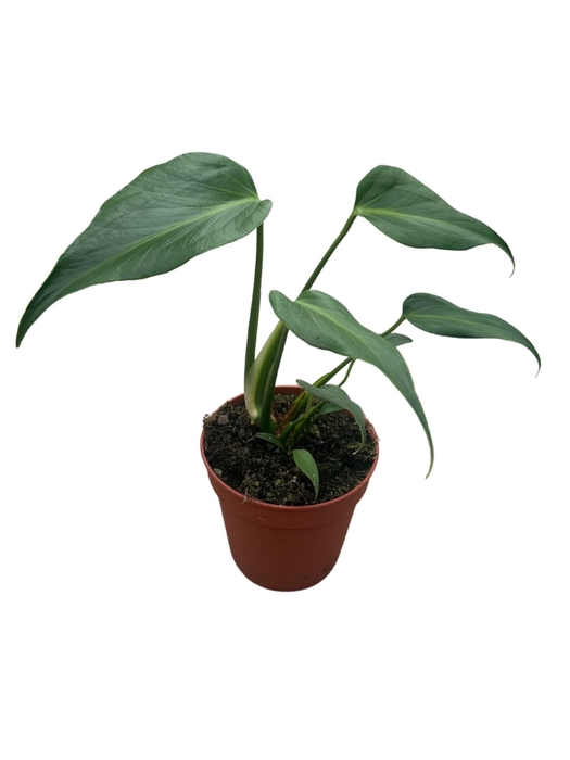 Monstera