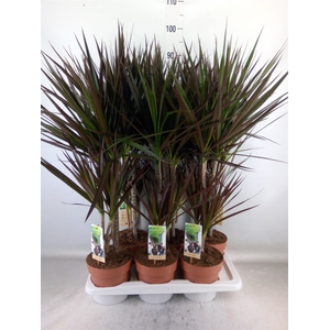 Dracaena marg. 'Magenta'