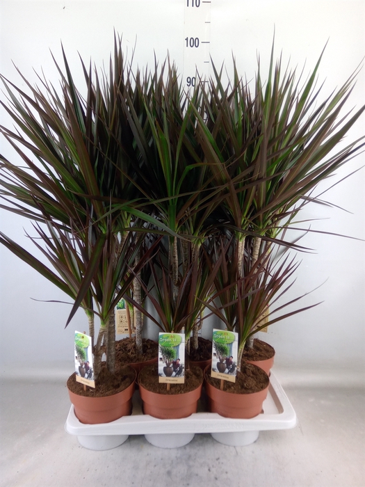 <h4>Dracaena marg. 'Magenta'</h4>