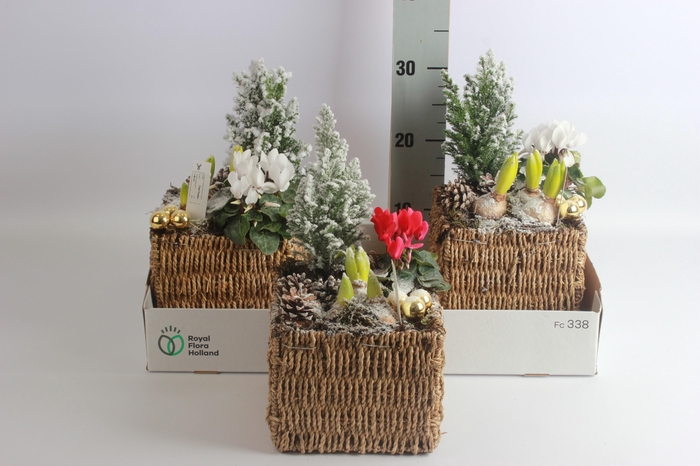 <h4>ARR HYACINTH</h4>