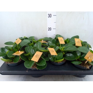 Peperomia obt. 'Red Canyon'