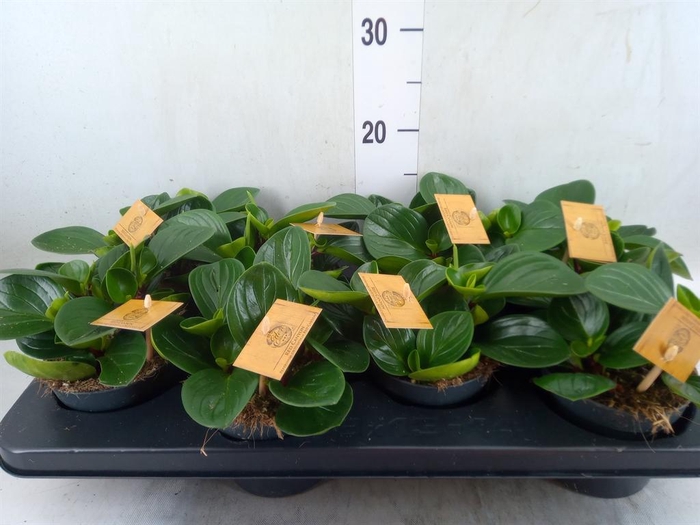 <h4>Peperomia obt. 'Red Canyon'</h4>