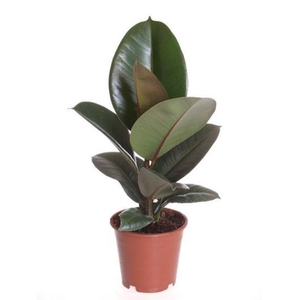 FICUS ELASTICA p12
