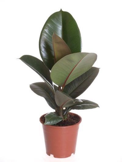 <h4>FICUS ELASTICA p12</h4>