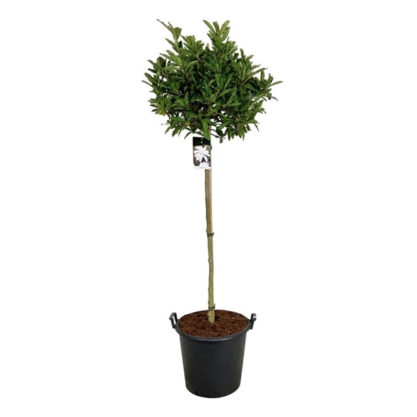 <h4>Magnolia stellata</h4>