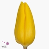 Tulipa si strong gold