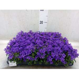 Campanula porten. 'Get Mee'