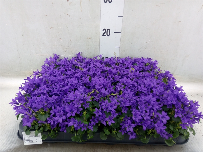 <h4>Campanula porten. 'Get Mee'</h4>