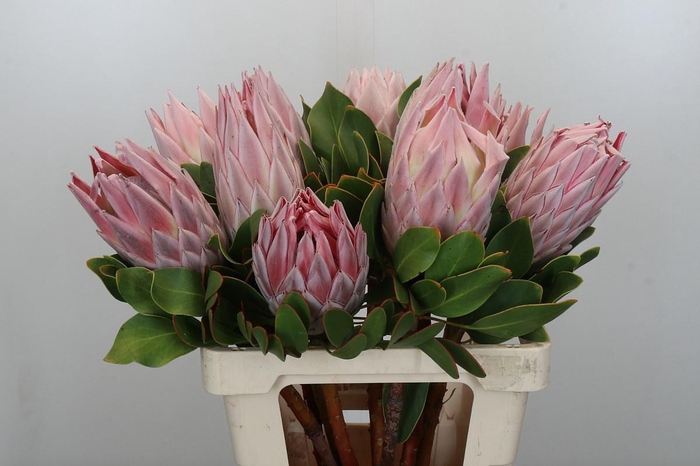<h4>PROTEA CYNAROIDES</h4>
