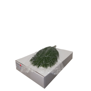 PHOENIX ROEBELINII 60 CM VACUUM